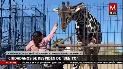 Así despidieron las familias de Ciudad Juárez a la jirafa 'Benito'