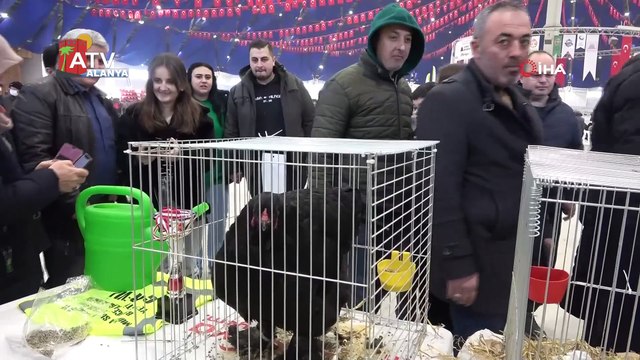 7. Ulusal Kümes Hayvanları Gösterisi'nde bin 500’ün üzerinde süs tavuğu ve kanatlı hayvan görücüye çıktı