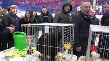 7. Ulusal Kümes Hayvanları Gösterisi'nde bin 500’ün üzerinde süs tavuğu ve kanatlı hayvan görücüye çıktı