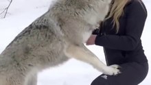 GIRL HOWLS WITH GIANT WOLVES