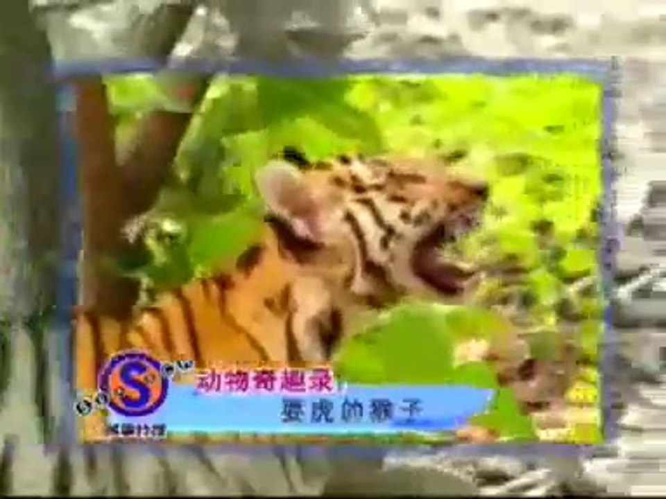 Cenas do Mundo Animal