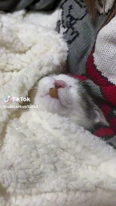 gato