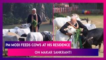 Makar Sankranti 2024: PM Narendra Modi Feeds Cows At His Residence In Delhi On Auspicious Occasion