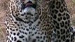 Leopard on the move #amazing #wildlife #safari #nature #animals