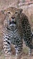 Leopard on the move #amazing #wildlife #safari #nature #animals