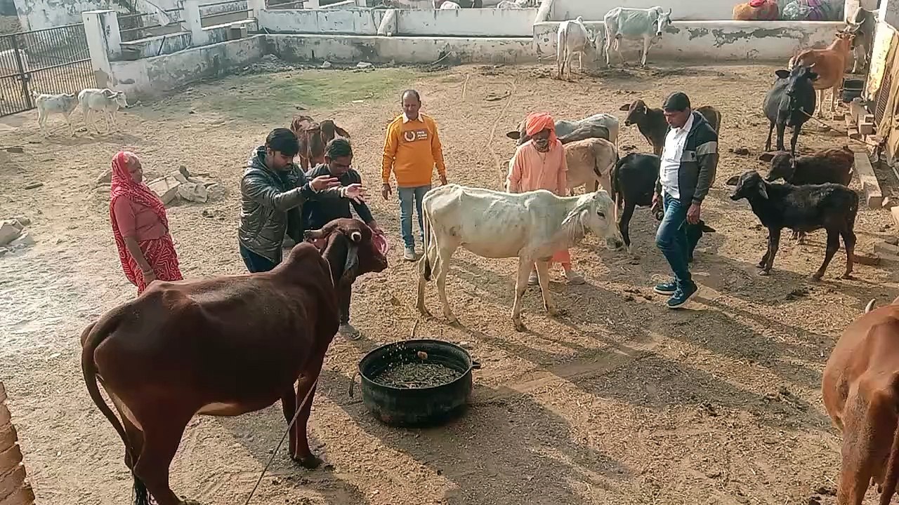 मकर संक्रांति पर गोवंश को हरा चारा व गुड़ खिलाया