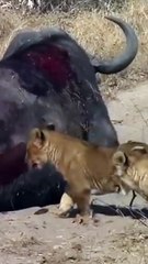 Lion Cubs Approach Wounded Buffalo