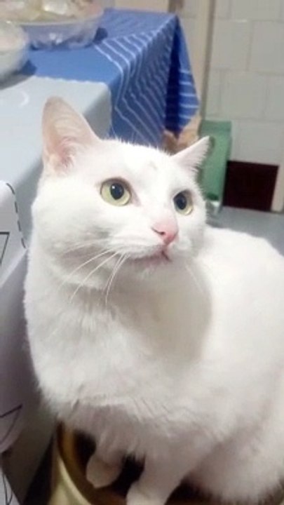 Pet Animals