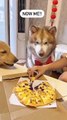 You know living with a husky mean? Non stop drama. Check out another husky funny video. Huskies love