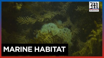 A Christmas gift of discarded trees for Stockholm's fish