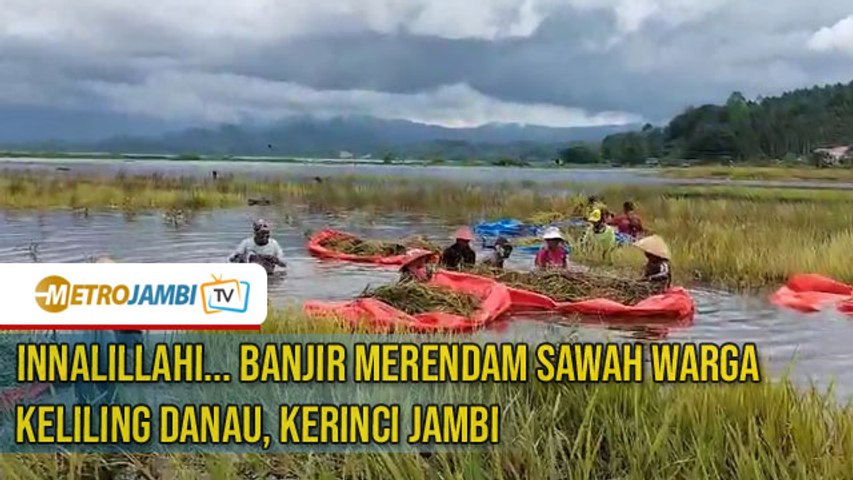 Banjir Merendam Sawah Warga Kerinci