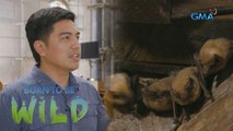 Join Doc Ferds Recio as he visits a church in Pampanga inhabited by bats | Born to be Wild