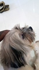 #MIKU #Short #Dog #dogs  #animal #animals #cute #doglover #dogshorts #cutedog  #shorts #pet #MIKU