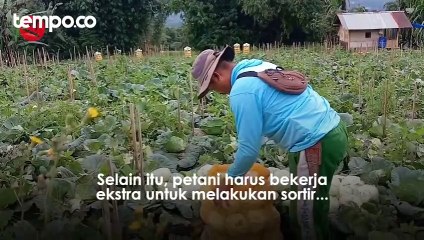 Perkebunan Sayur di Kawasan Gunung Marapi Rusak Dampak Abu Vulkanik