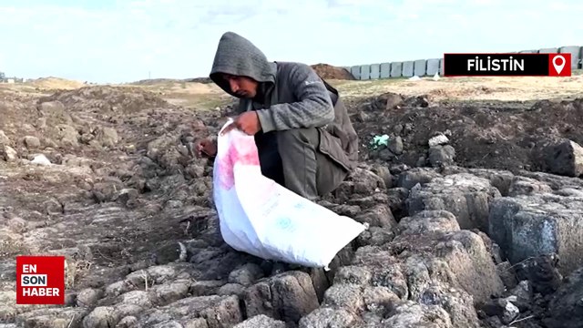 Filistinli çocuklar, kurumuş kanalizasyonlarda yakacak odun arıyor