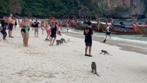 Monkeys start attacking tourists on a beach *Wildlife Encounter*