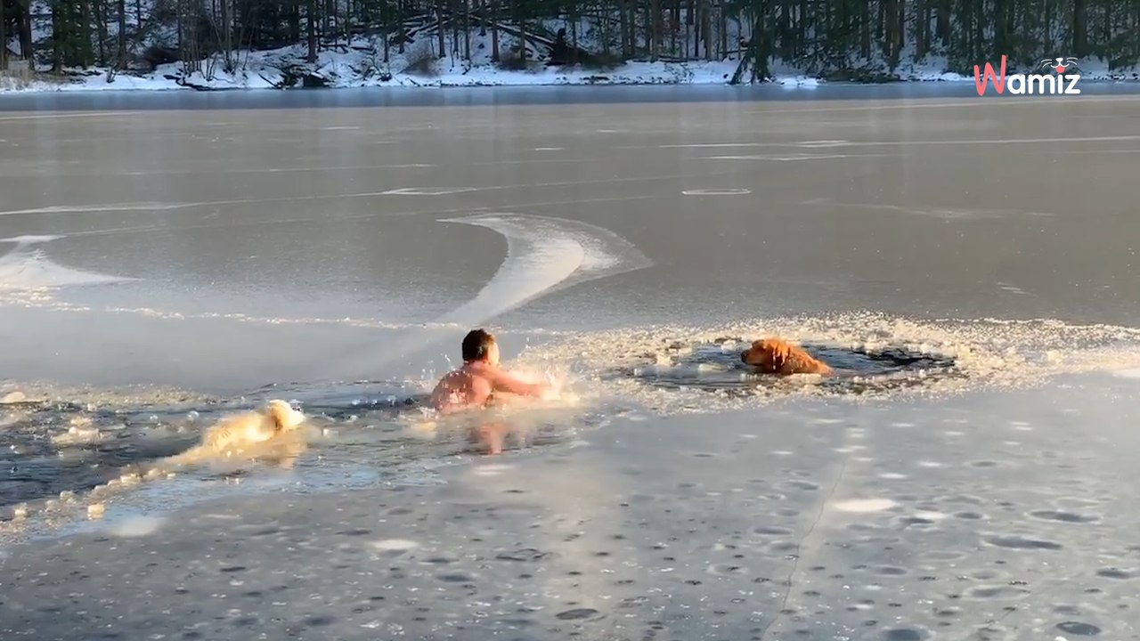 Mutiger Mann versucht hilflose Hunde aus eiskaltem See zu retten (Video)