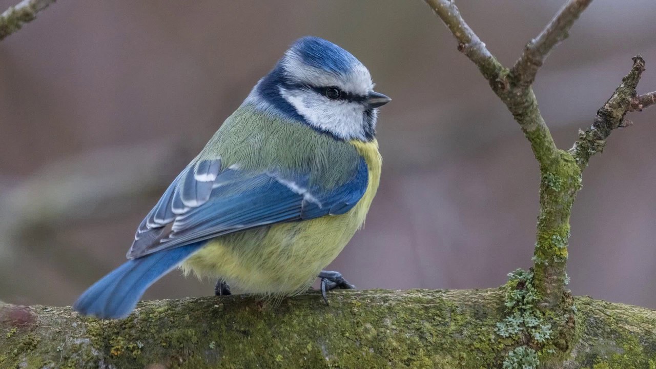 Tit (bird) documentary HD Part-1