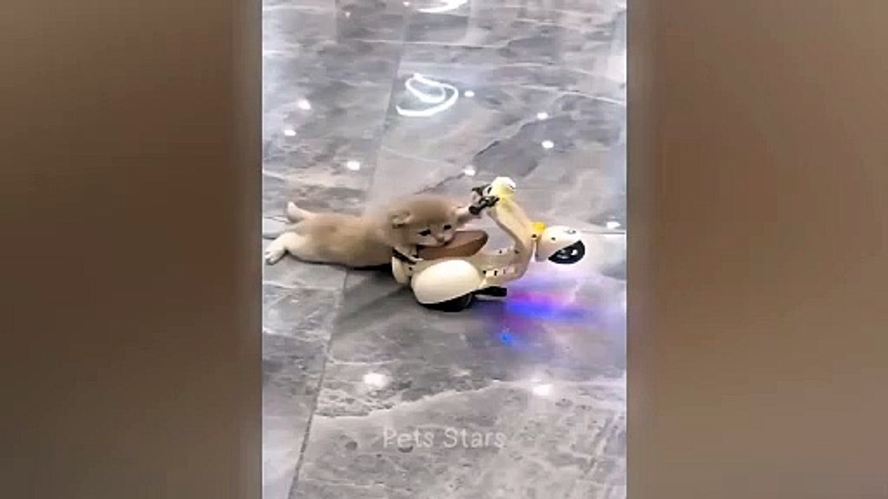 #ytshortsindia morsomt haha #comedys #babs#comedyshorts#cuteanimals#ytshortsindia​​​​#cutebaby#comdy #comedys sex#sex anml#babs#comedyshorts#cuteanimalsytshortsindia#ytshortsindia 有趣哈哈#cutebaby #comdycomedys #ba#comedyshorts #cuteanimals#ytshortsindia#yts