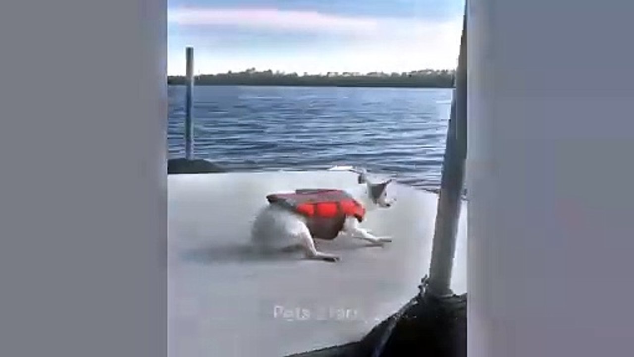 #ytshortsindia morsomt haha #comedys #babs#comedyshorts#cuteanimals#ytshortsindia​​​​#cutebaby#comdy #comedys sex#sex anml#babs#comedyshorts#cuteanimalsytshortsindia#ytshortsindia 有趣哈哈#cutebaby #comdycomedys #ba#comedyshorts #cuteanimals#ytshortsindia#yts