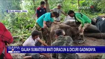 Diburu untuk Diambil Gadingnya, Gajah Rahman di Taman Nasional Tesso Nilo Mati Karena Racun!