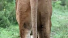 The most beautiful and cutest lion cub ever #lion #short