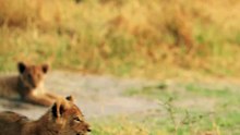 Lion cub attack. #cute #lion #cub tries to jump on mom