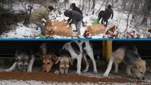 Sokak ve yaban hayvanları için Amanos Dağları'nda besleme çalışması yapıldı