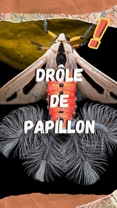 Un papillon à tentacules ?   Creatonotos gangis