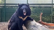 Yampil The Bear Rescued From Ukraine's War Zone Arrives At Scottish Zoo