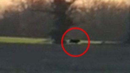 Watch: ‘3ft-long big cat’ filmed prowling through Cheshire countryside