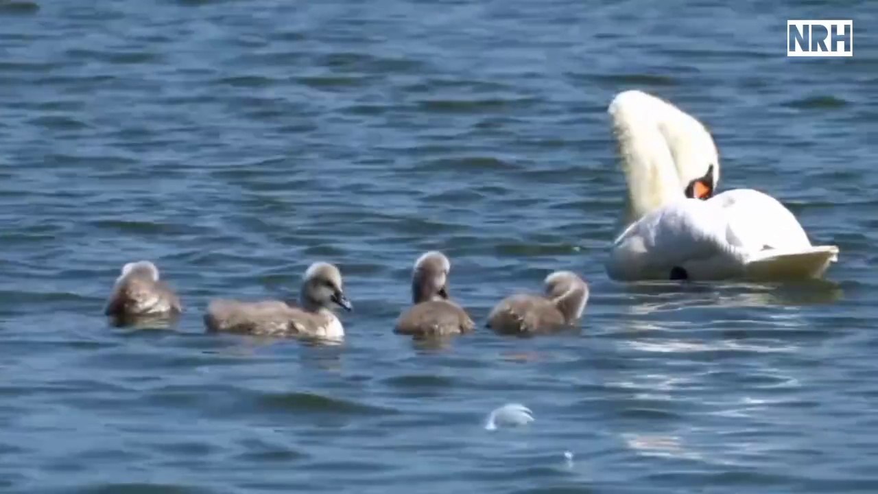 Stress relief relaxation film "Swans and ducks" with beautiful swans and ducks & relaxing films