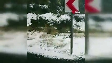 Nesli tükenmek üzere ve kırmızı listede: Tunceli'de görüntülendi!
