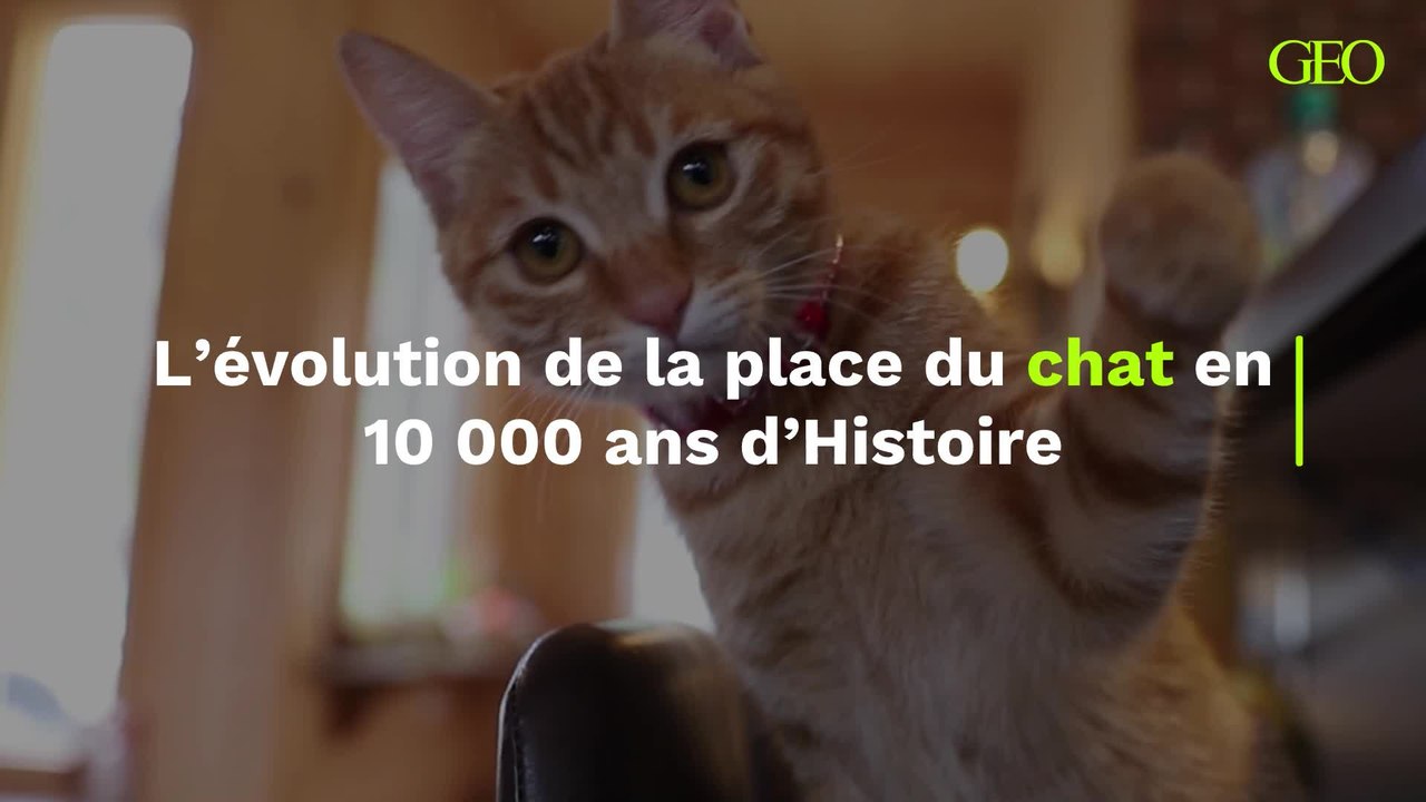 Le chat et ses représentations au fil de l'Hist...