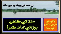 Ruk Sindhi:  Deadly Floods Inundate crops in Sindh