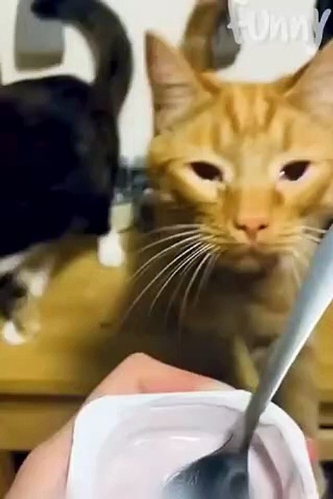funniest-cats-and-dogs-funny-animal-videos