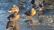 Ducks on frozen Leeds Liverpool Canal
