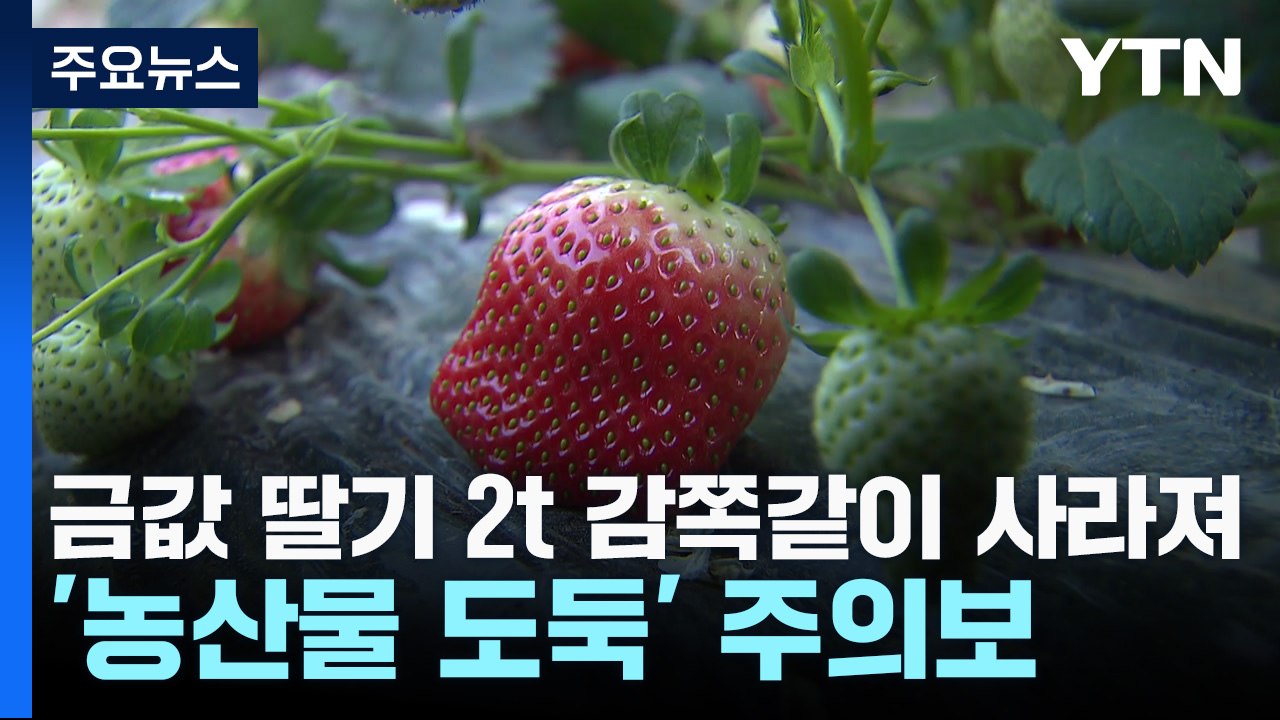 금값 딸기 2t 감쪽같이 사라져...'농산물 도둑' 주의보 / YTN