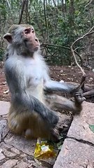 Monkey meditates