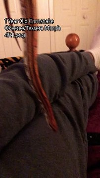 4 Foot Long Pet Snake! #reptiles #pets #snakevideo #shorts #trending #animals