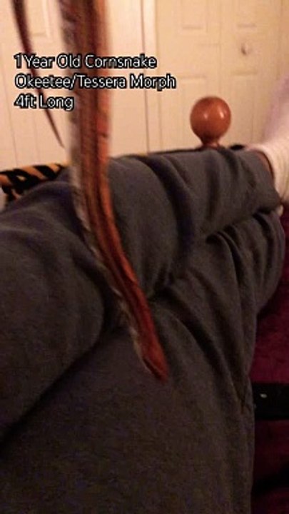 4 Foot Long Pet Snake! #reptiles #pets #snakevideo #shorts #trending #animals