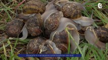Reportage - Des escargots contre la pollution des sols