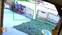 Mailbox Hit and Run Caught on Wyze Camera | Doorbell Camera Video