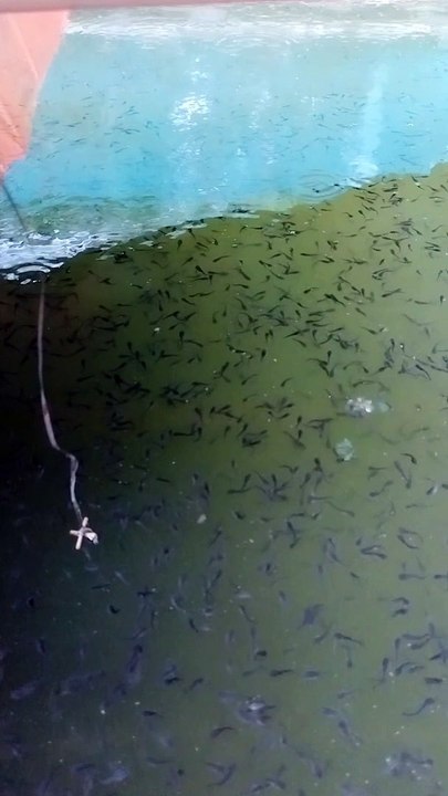 Begini jadinya jika larva lele 20 hari tidak disortir