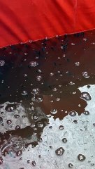 Permukaan air kolam BERBUSA pagi hari, itu normal, setelah diberi makan juga hilang