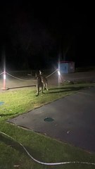 Kangaroo Tussle Turns Into Family Entertainment in Australia