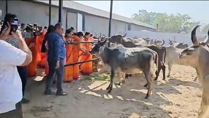 उत्तरायण पर्व: करुणा मंदिर में गायों को चारा खिलाने पहुंचे लोग