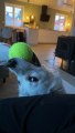 Molly the Derpy Golden Retriever Puppy Plays with Ball