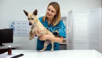 Smiling Vet Doctor Stroking Smiling Dog at Veterinary Clinic, Pet Health Checkup, Lifestyle Stock Footage ft. canine & checking - Envato Elements