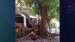 Árvore com mais de 40 anos caiu em casa em Olinda